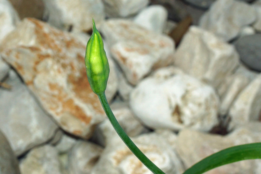 Allium neapolitanum / Aglio napoletano